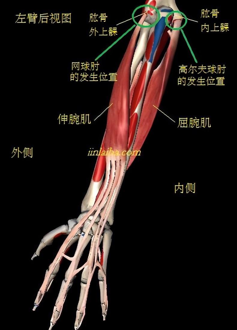 高尔夫球肘与网球肘的相同与不同之处